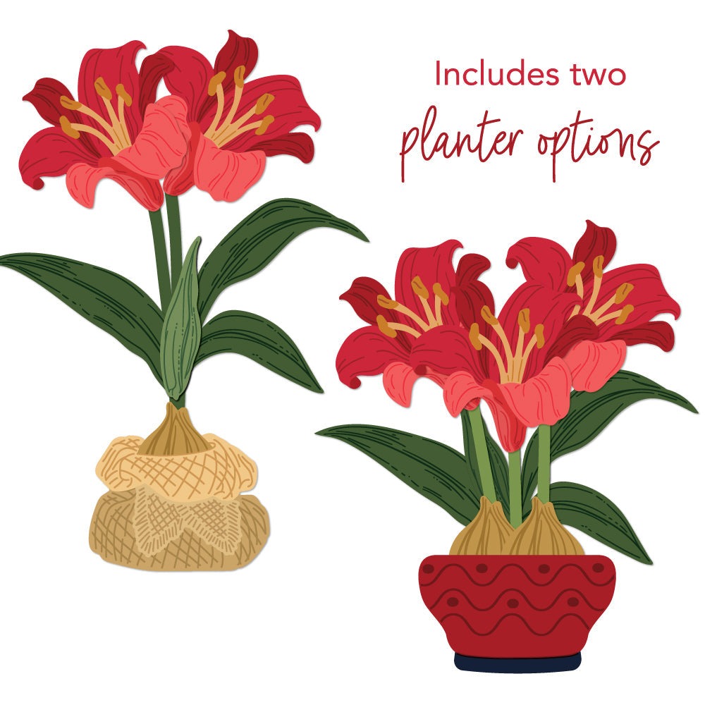 Lovely Layers: Amaryllis Honey Cuts