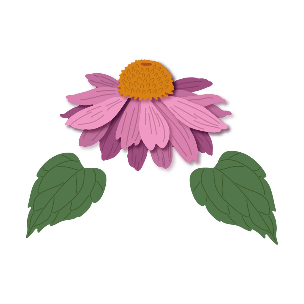 Lovely Layers: Coneflower Honey Cuts