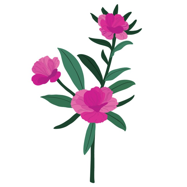 Lovely Layers: Dianthus Honey Cuts