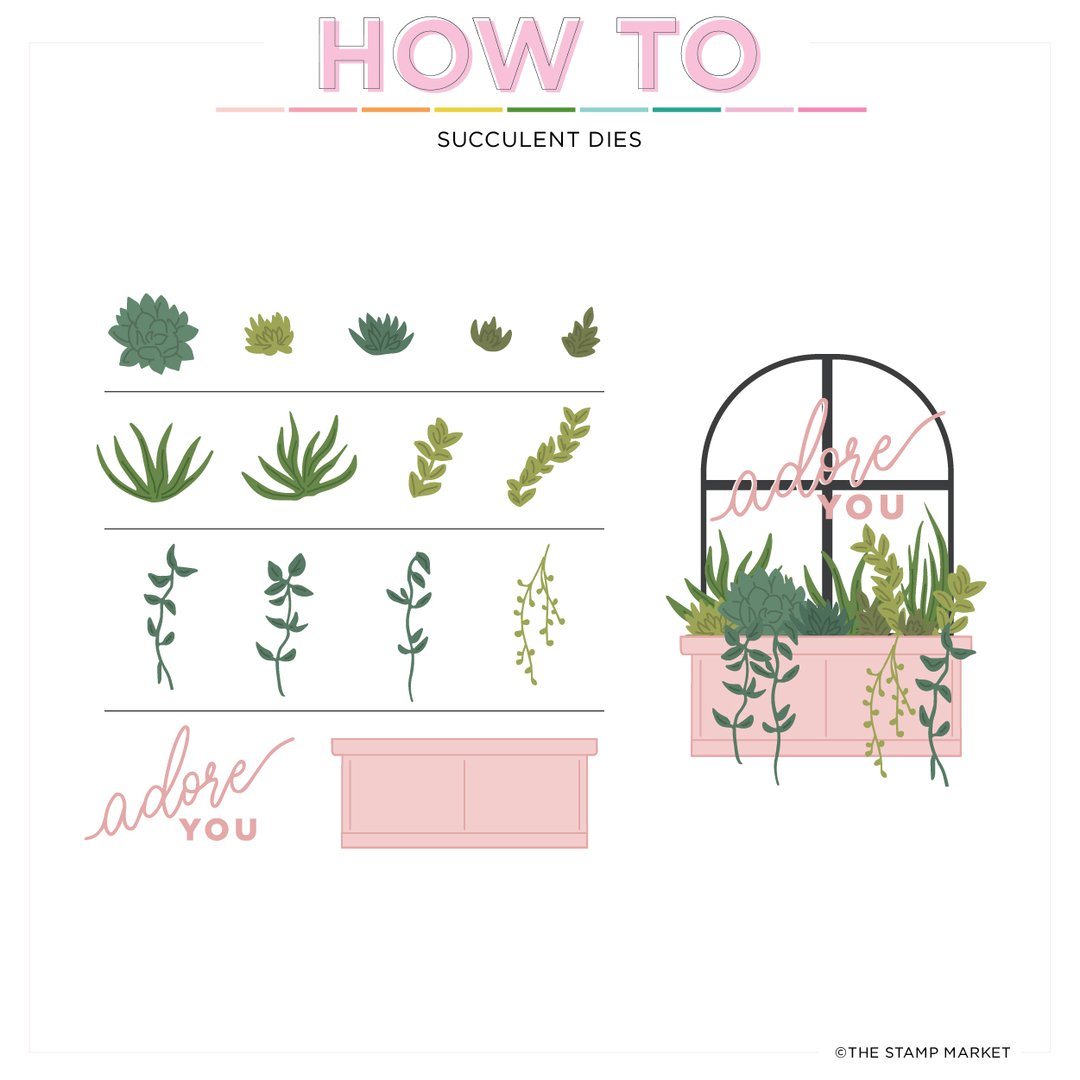 Succulents Die