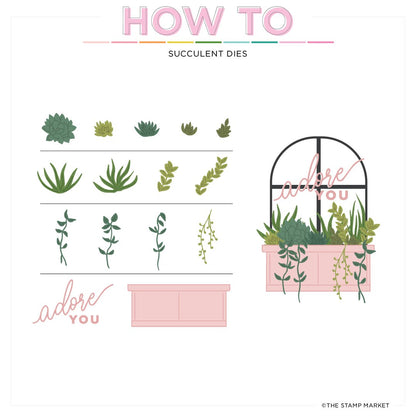 Succulents Die